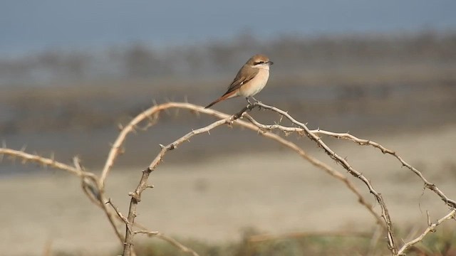 חנקן ערבות - ML616846106