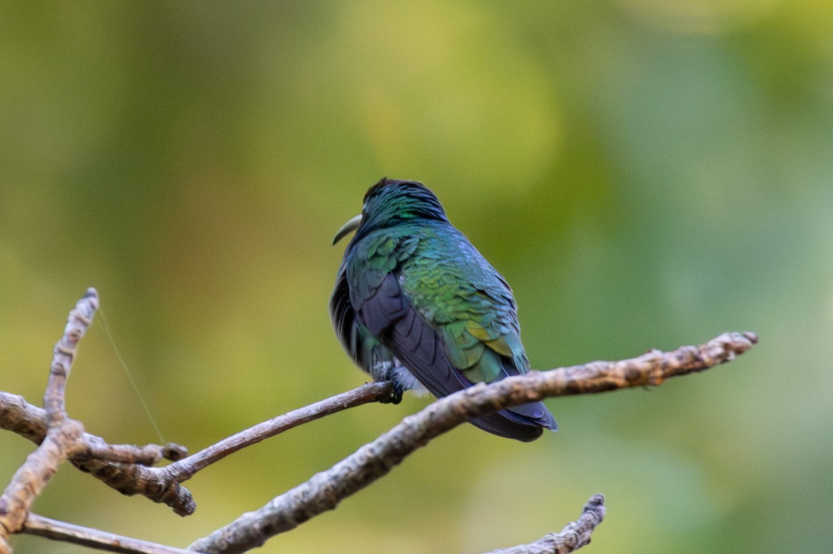 kolibřík zelenohrdlý - ML616846148