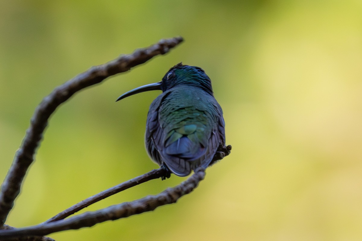 kolibřík zelenohrdlý - ML616846149