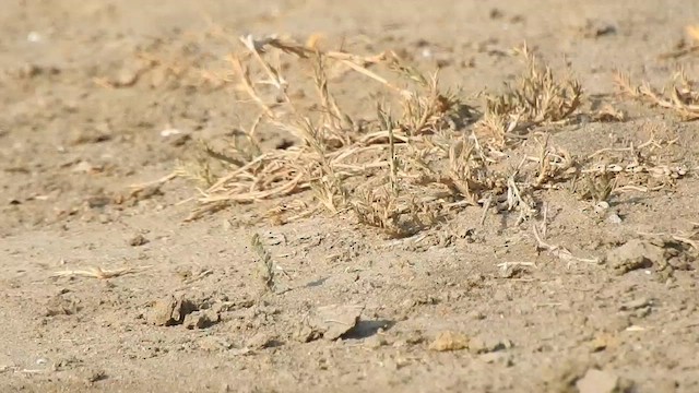 Desert Wheatear - ML616846173