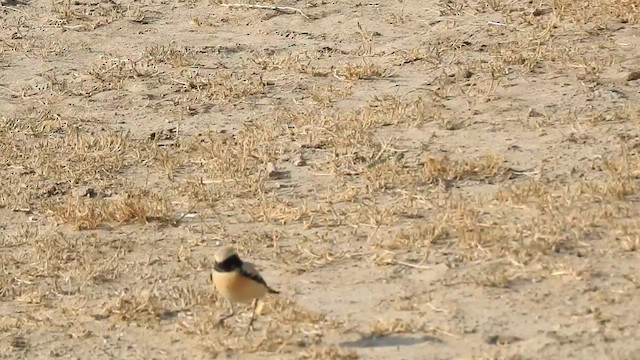 Desert Wheatear - ML616846175