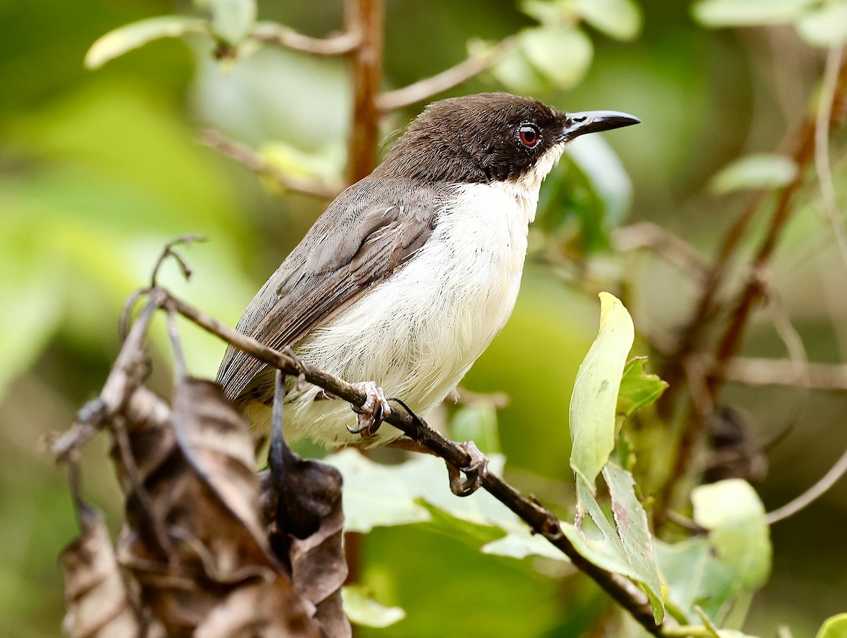 Black-headed Apalis - Jan Hansen