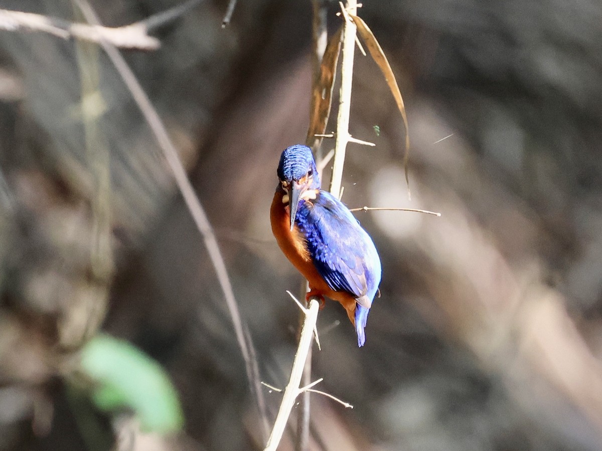 Blue-eared Kingfisher - ML616846259