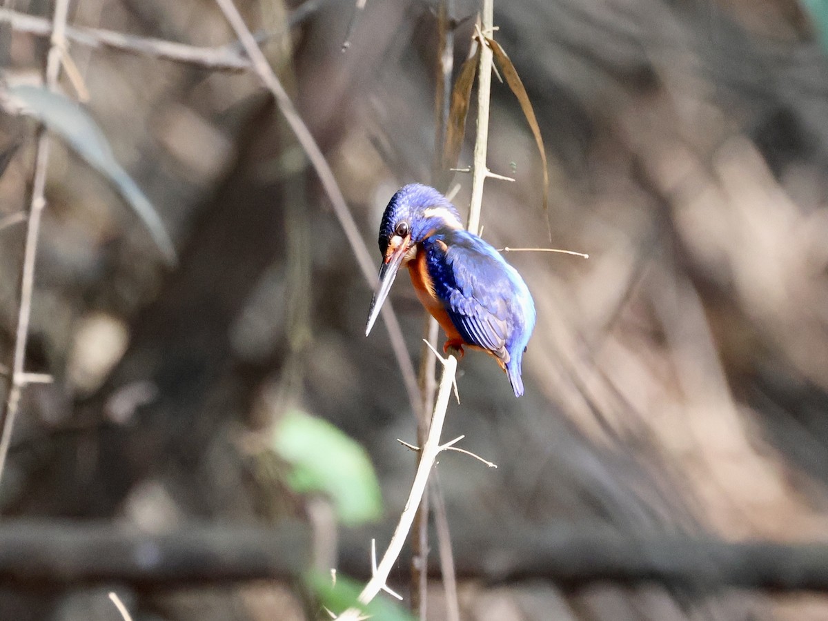 Blue-eared Kingfisher - Mike Jacob