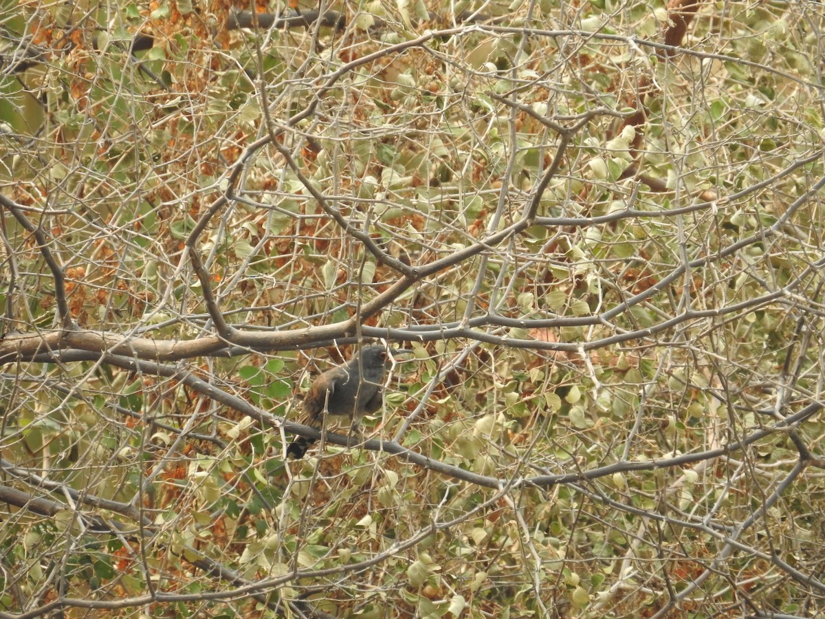 Gray-bellied Cuckoo - ML616846265