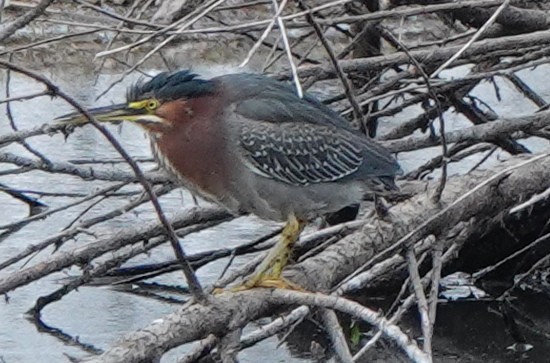 Green Heron - ML616846270