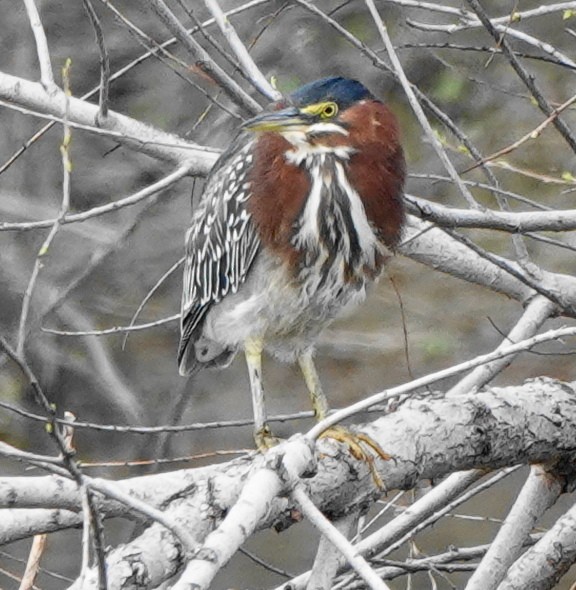 Green Heron - ML616846271