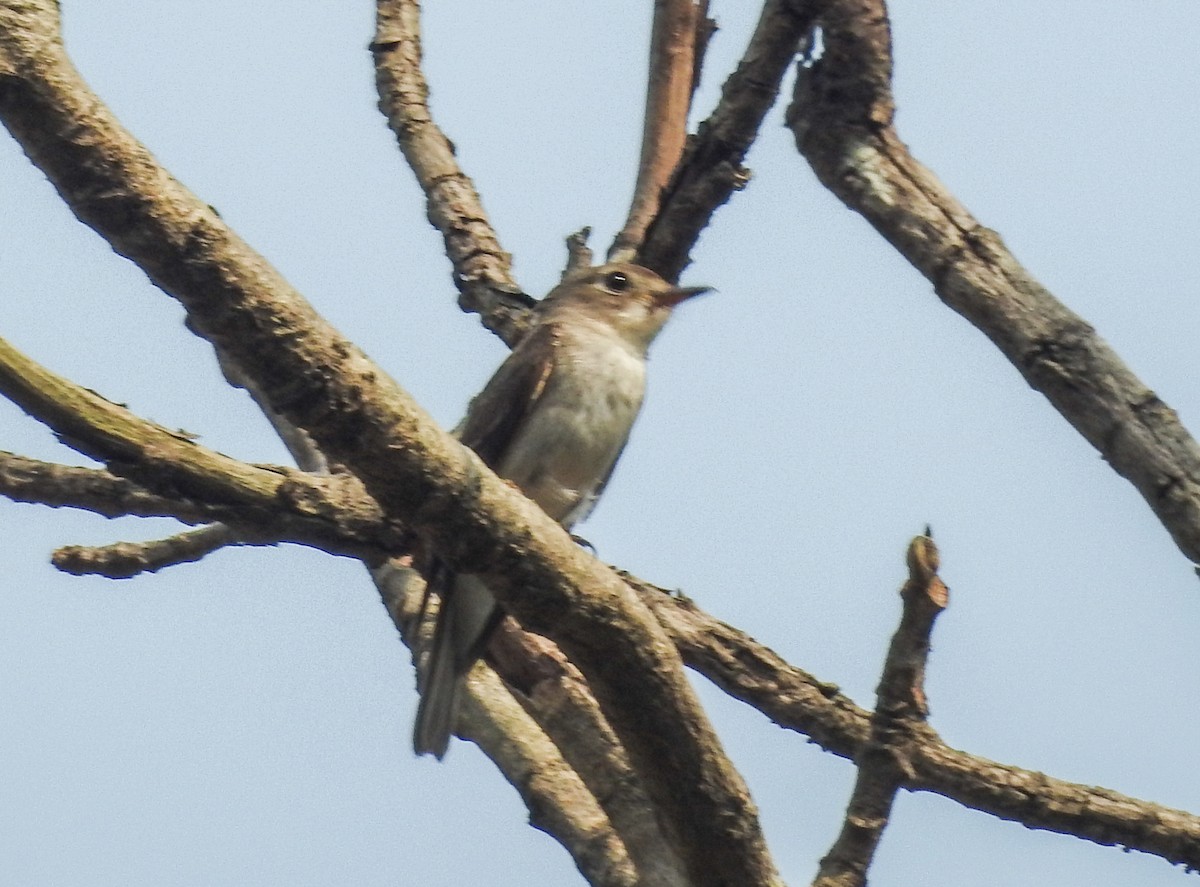 Asian Brown Flycatcher - ML616846282