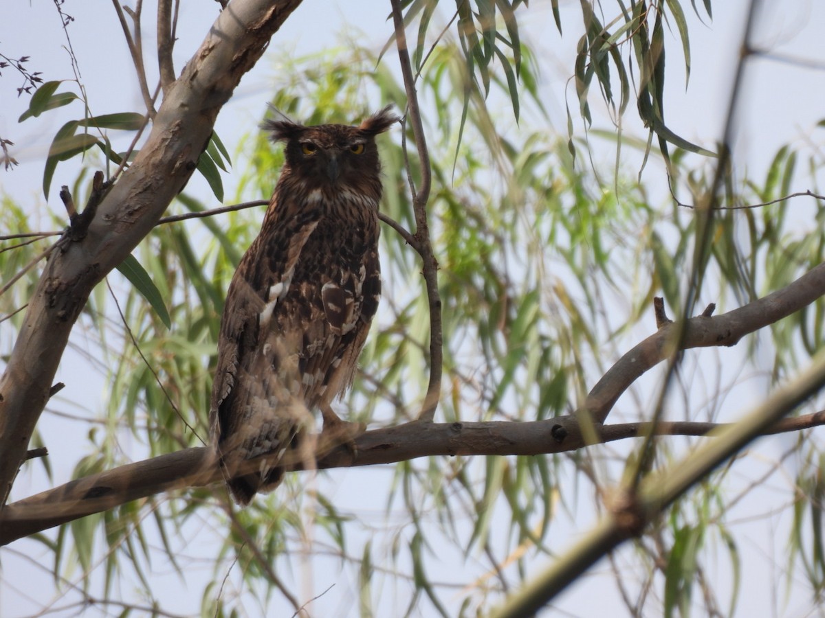 Brown Fish-Owl - ML616846287