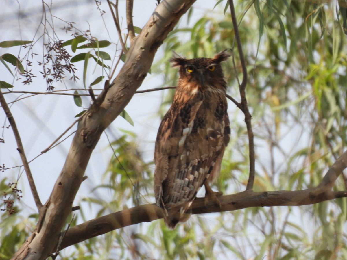 Brown Fish-Owl - ML616846288