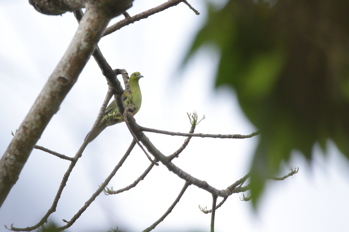 Wedge-tailed Green-Pigeon - ML616846368