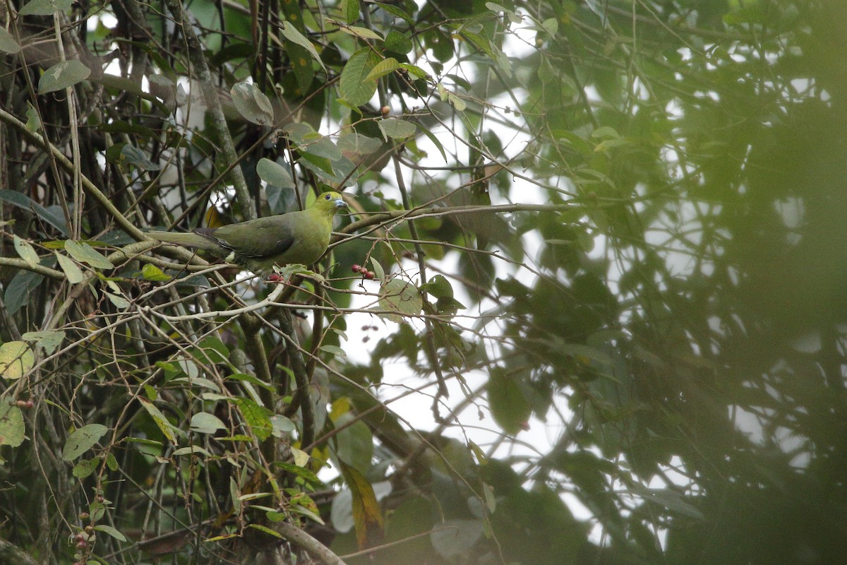 Wedge-tailed Green-Pigeon - ML616846369