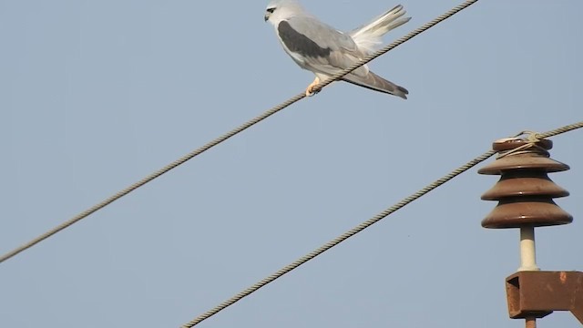 Black-winged Kite - ML616846386