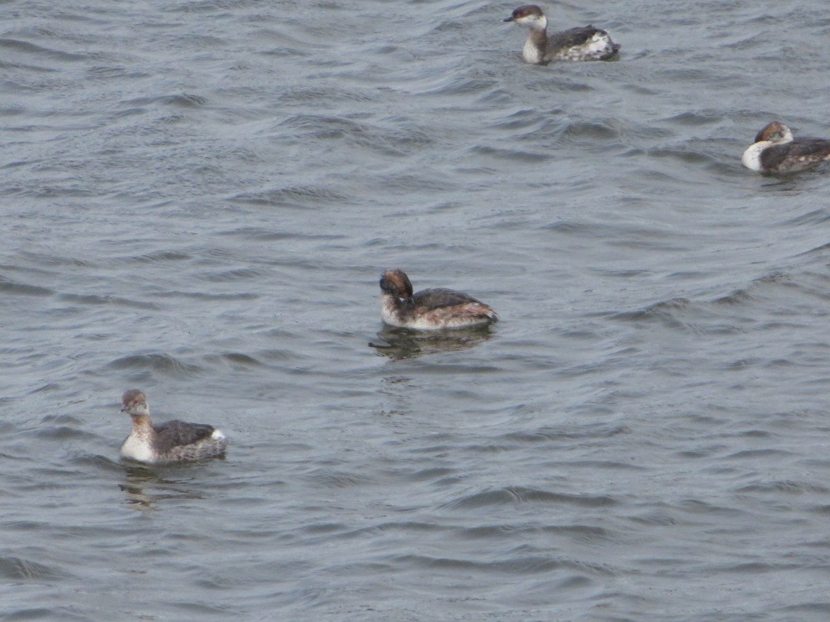 Horned Grebe - ML616846410