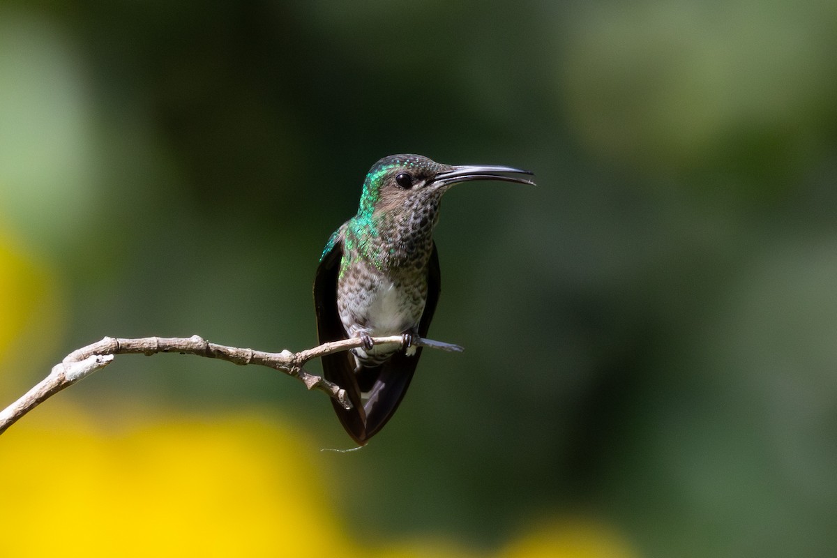 Copper-rumped Hummingbird - ML616846435