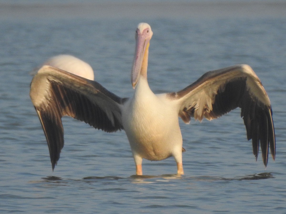 pelikán bílý - ML616846525