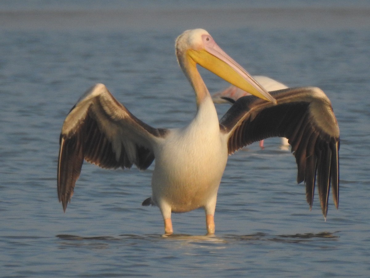 pelikán bílý - ML616846527