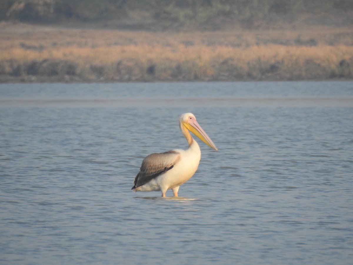 pelikán bílý - ML616846528