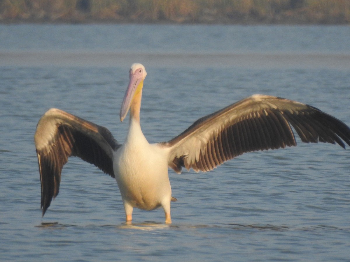 pelikán bílý - ML616846529