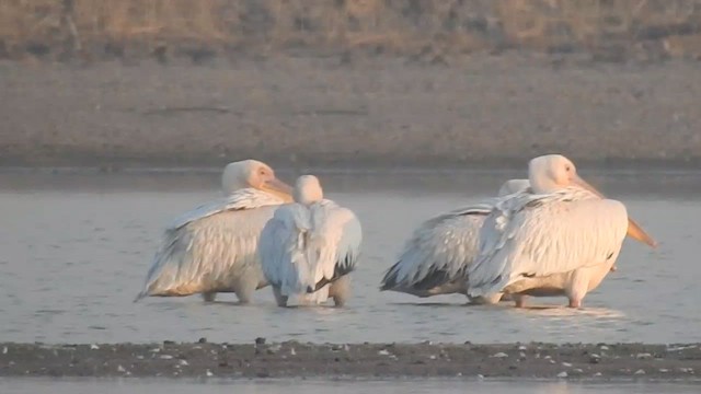 pelikán bílý - ML616846532