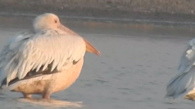 Great White Pelican - ML616846533