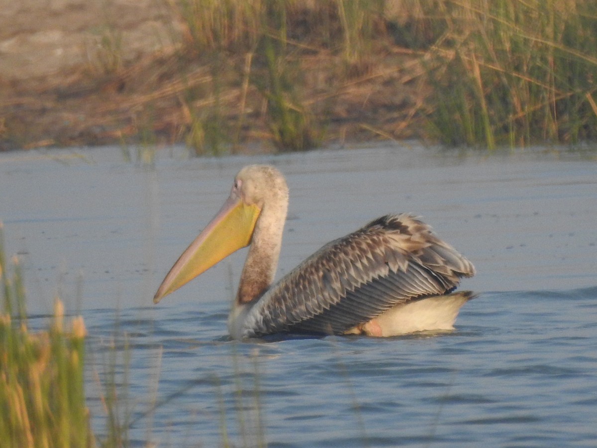 pelikán kadeřavý - ML616846535