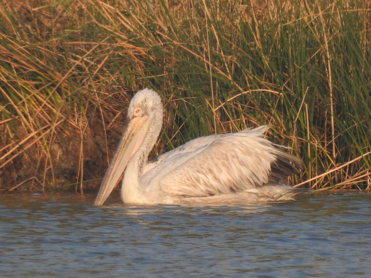 Dalmatian Pelican - Francis D'Souza