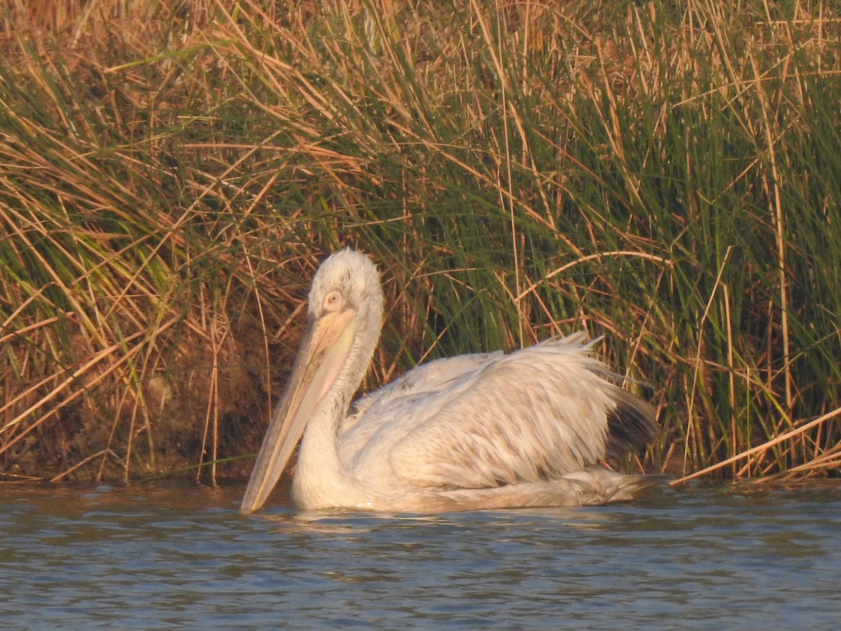 pelikán kadeřavý - ML616846539