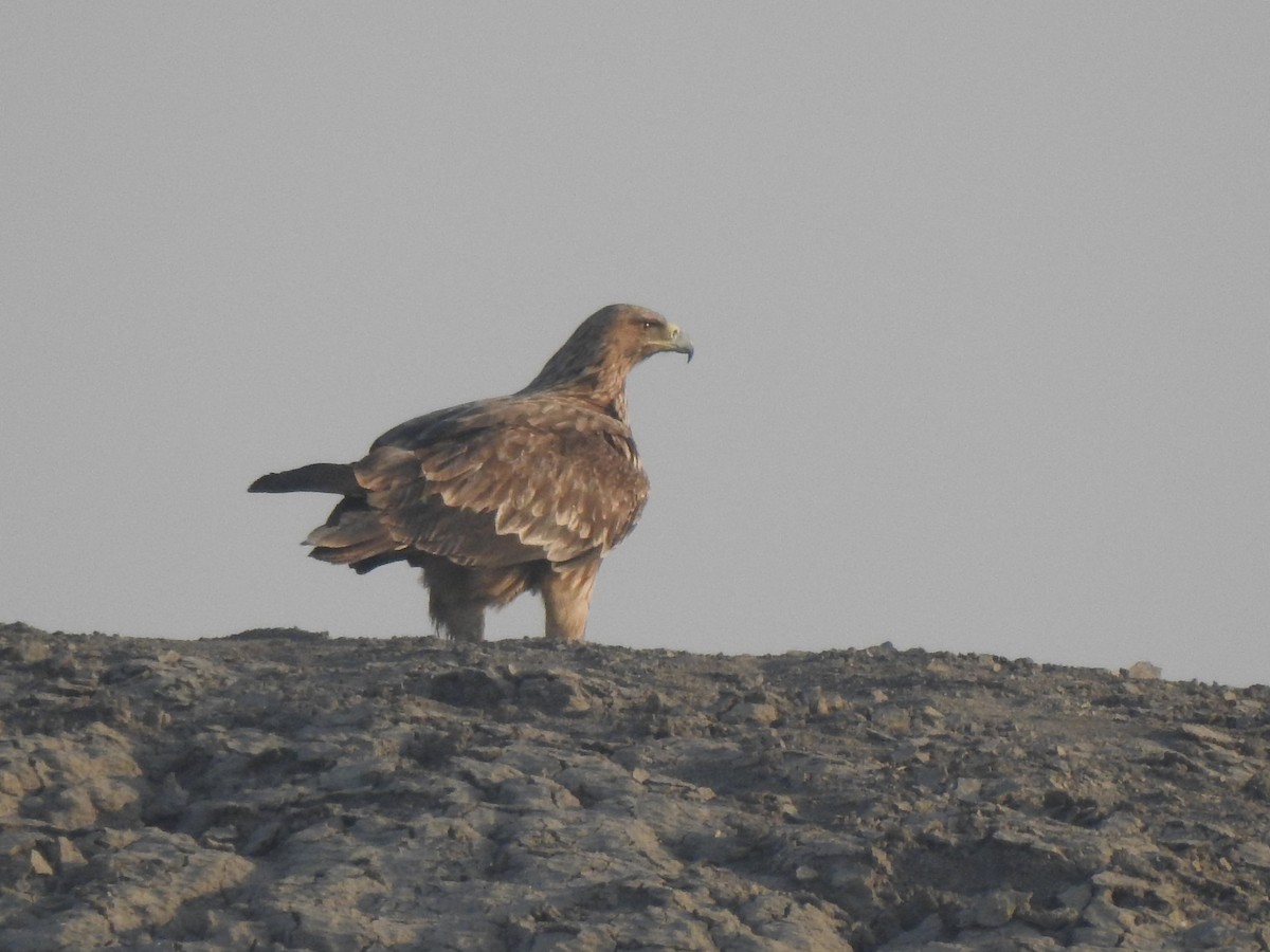 Imperial Eagle - Francis D'Souza