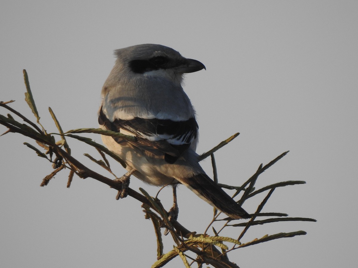 Great Gray Shrike - ML616846597