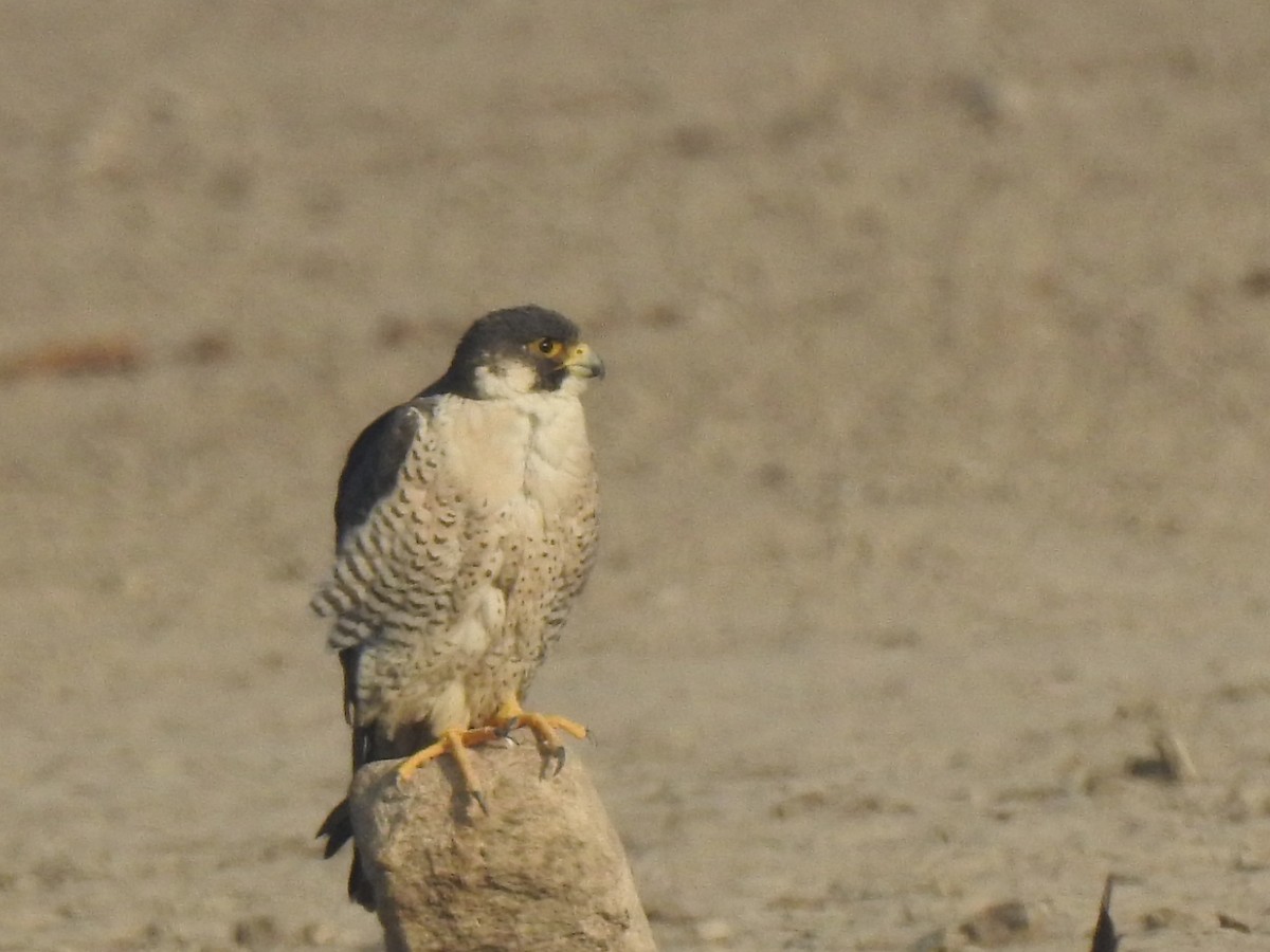 Halcón Peregrino - ML616846605