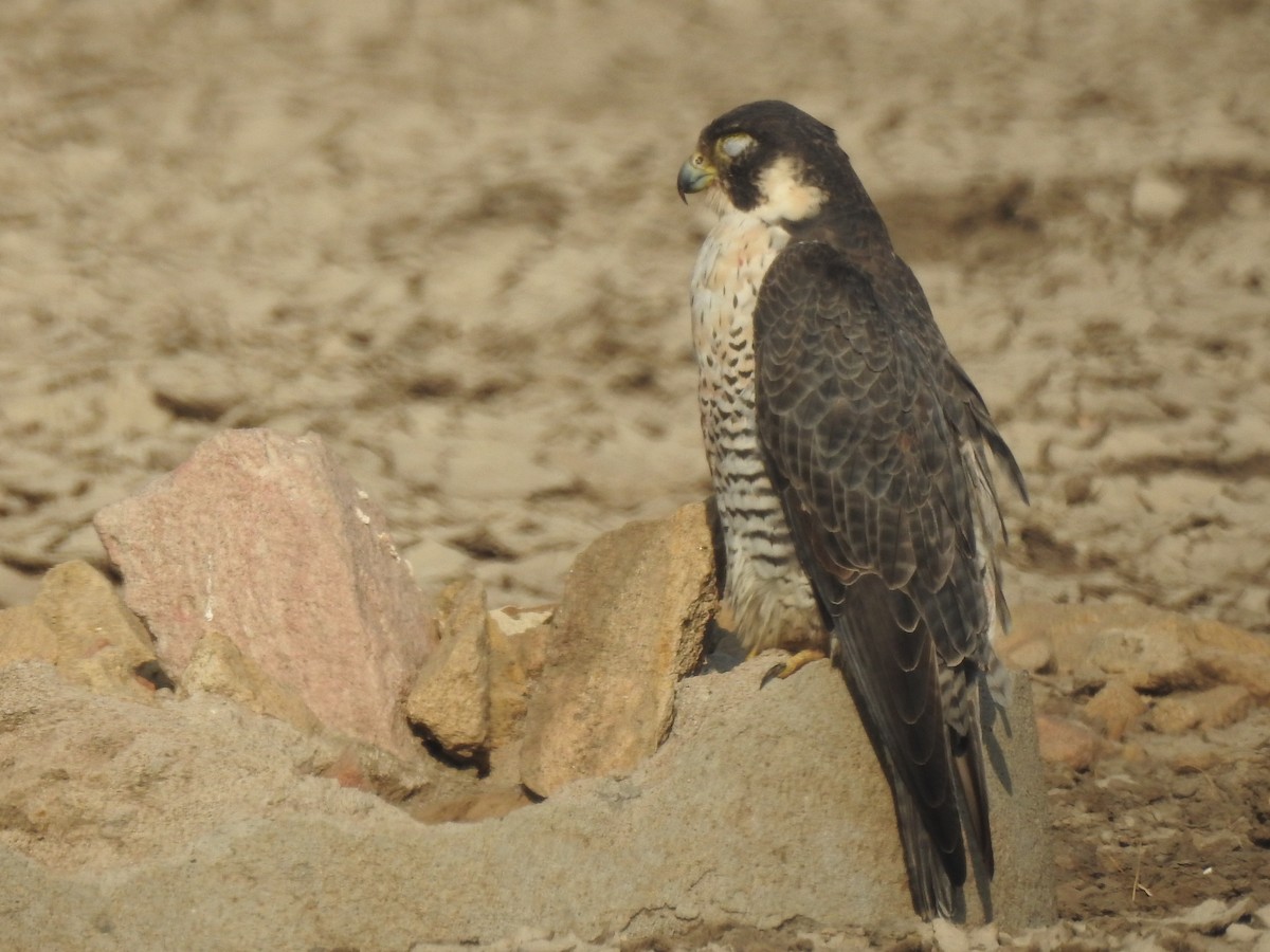 Peregrine Falcon - ML616846608