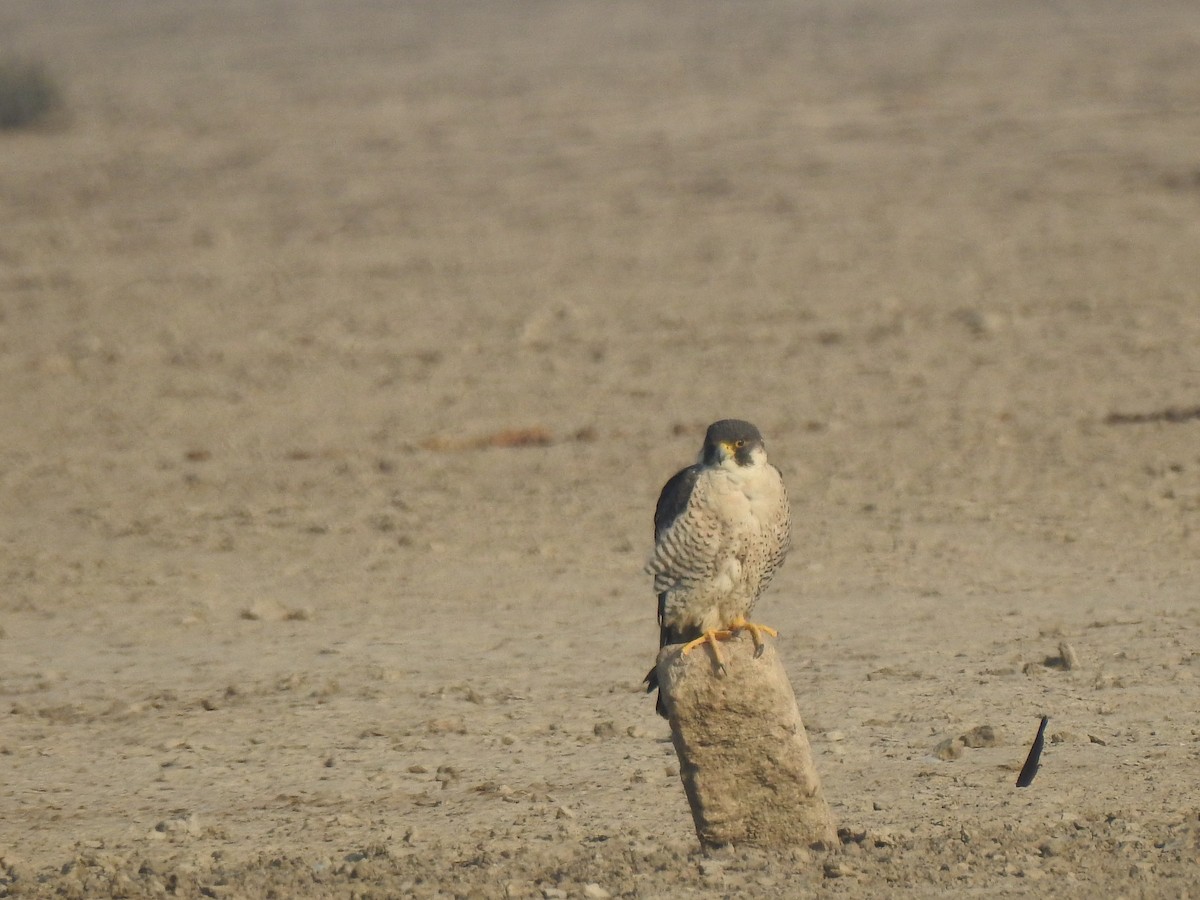 Peregrine Falcon - ML616846609