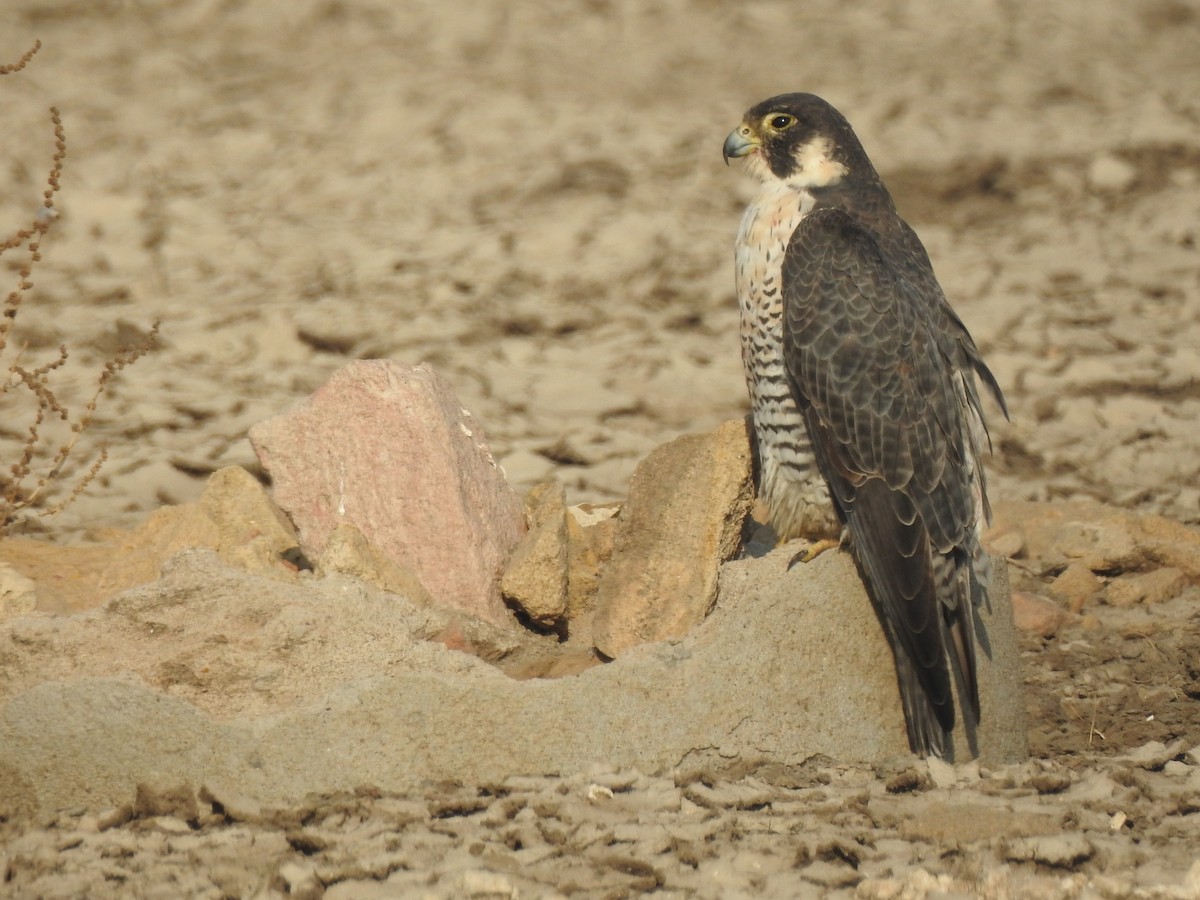 Peregrine Falcon - Francis D'Souza