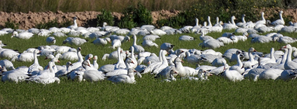 Snow Goose - ML616846621