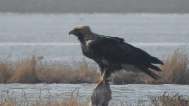 Águila Imperial Oriental - ML616846623