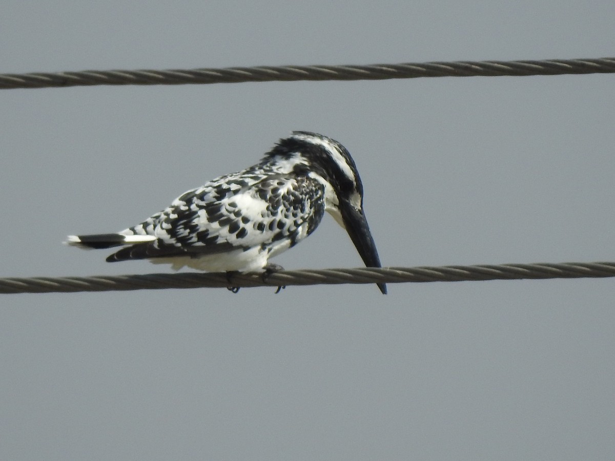 Pied Kingfisher - ML616846632