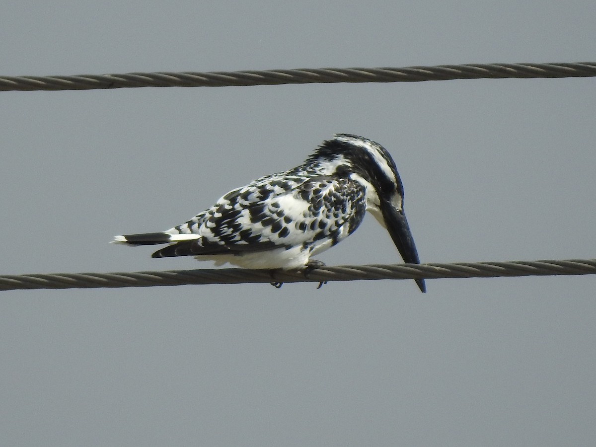 Pied Kingfisher - ML616846633