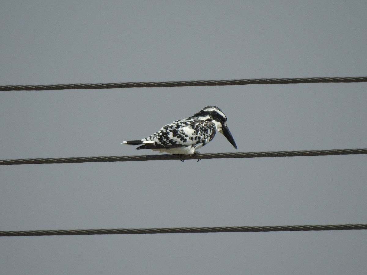 Pied Kingfisher - ML616846634