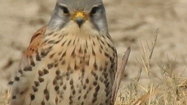 Eurasian Kestrel - ML616846635