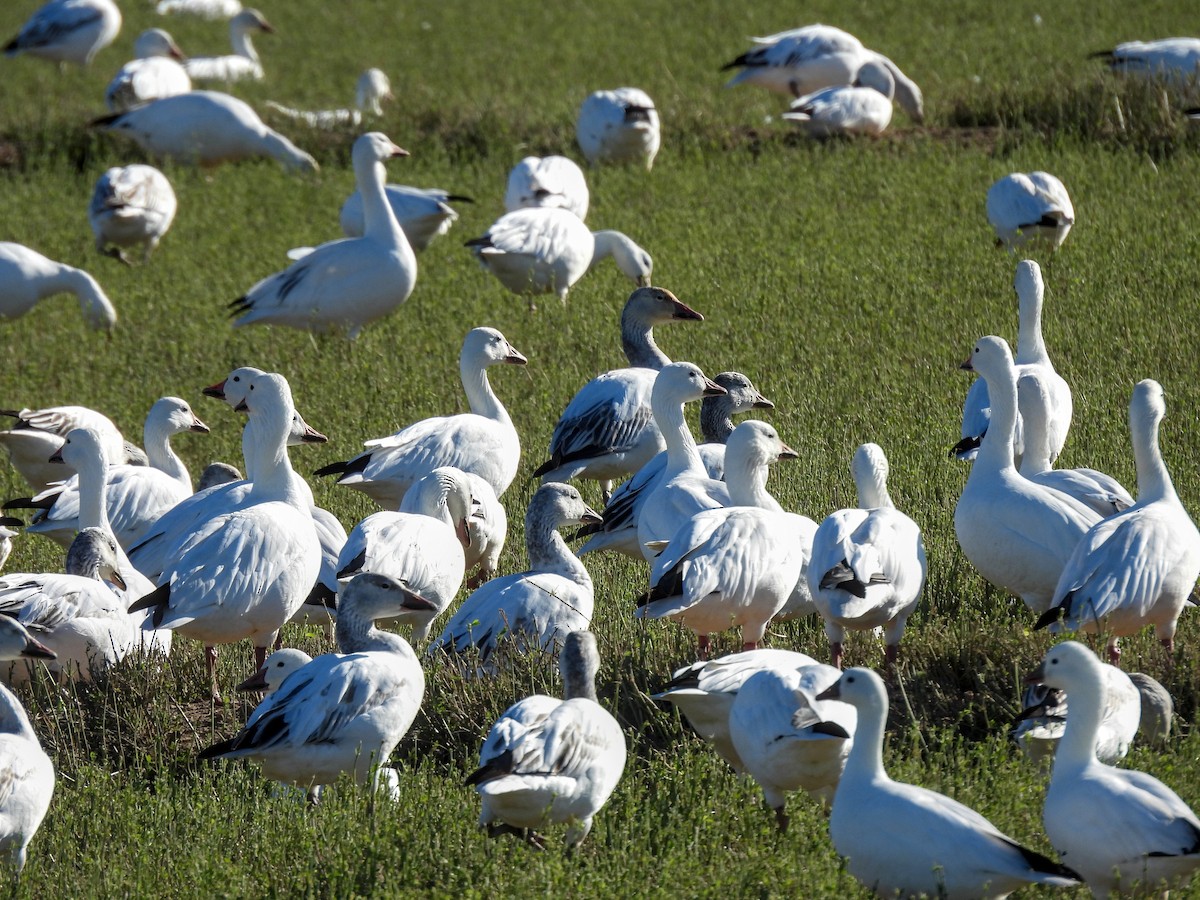 Snow Goose - ML616846659