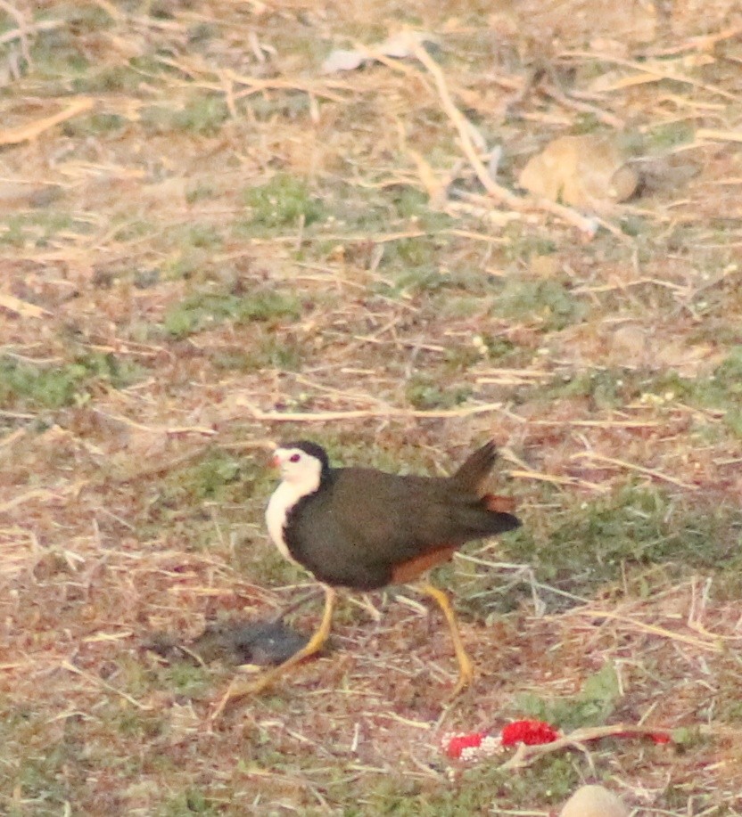 White-breasted Waterhen - ML616846712