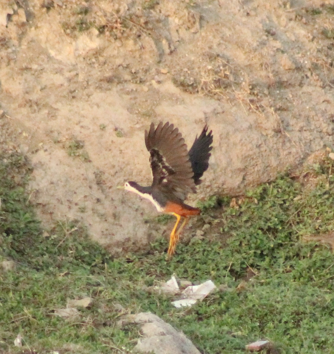 White-breasted Waterhen - Madhavi Babtiwale