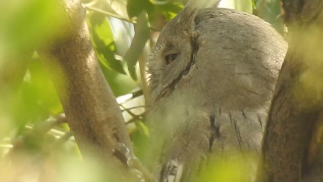 Pallid Scops-Owl - ML616846746