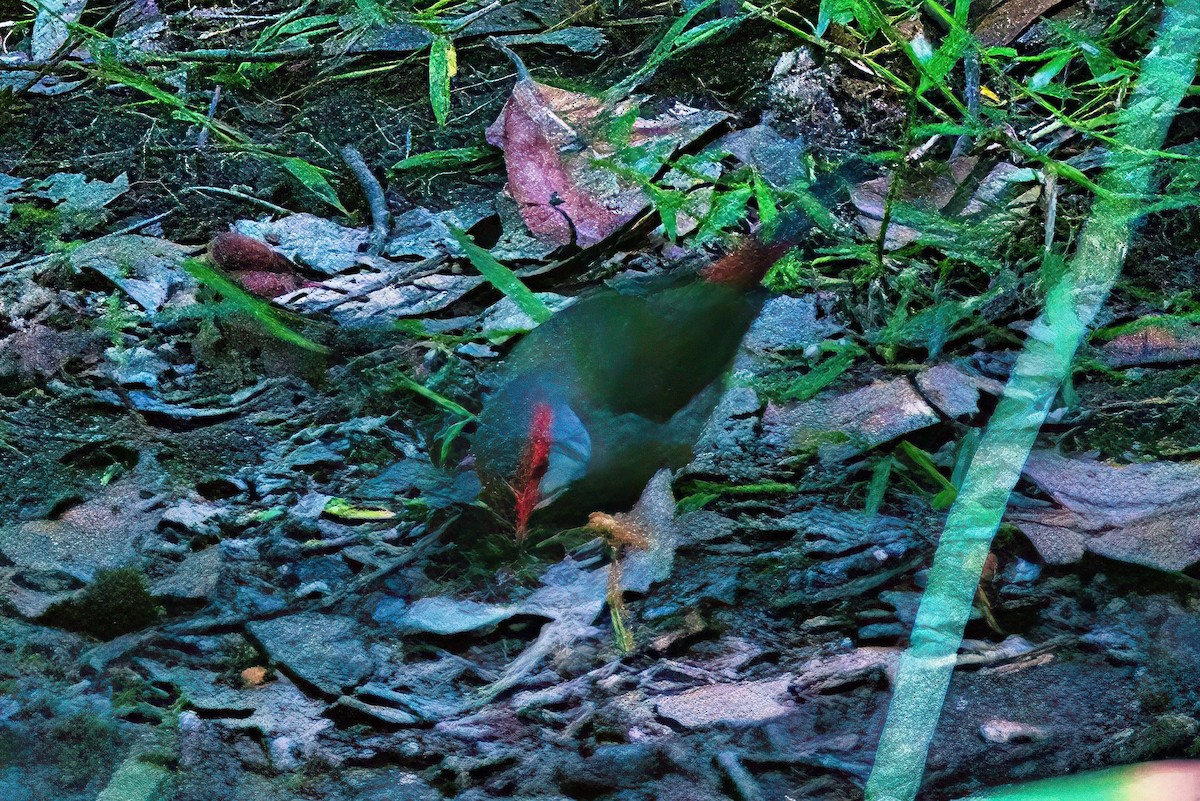 Red-browed Firetail - Alfons  Lawen