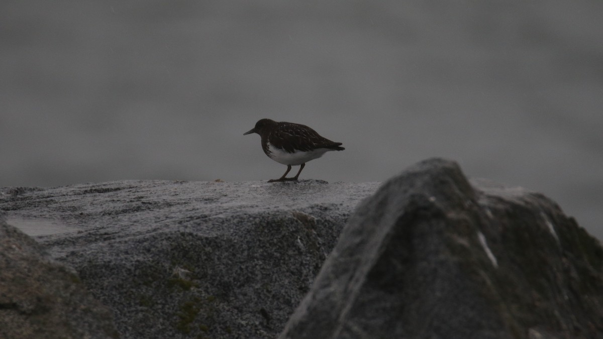 Black Turnstone - ML616846786