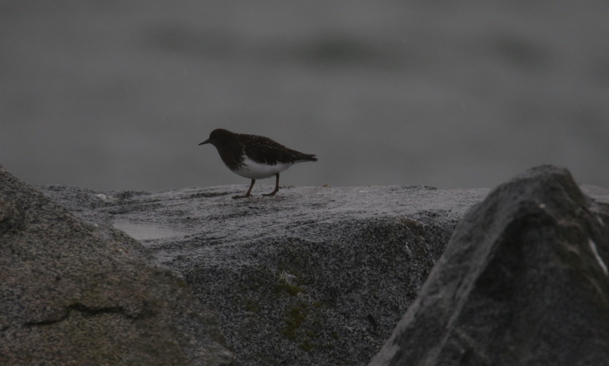 Black Turnstone - ML616846787