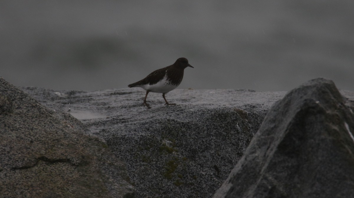 Black Turnstone - ML616846788