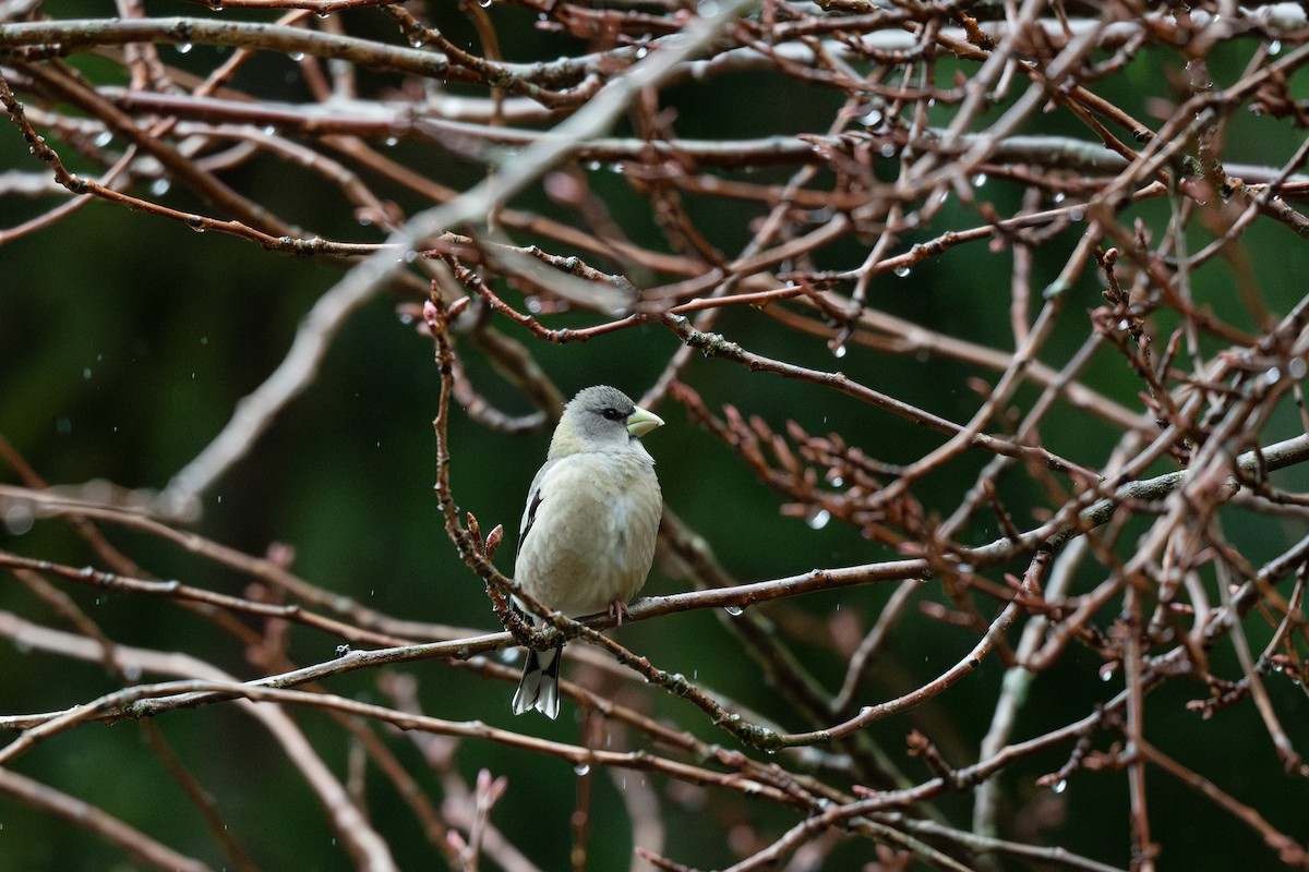 Evening Grosbeak - Steve Heinl