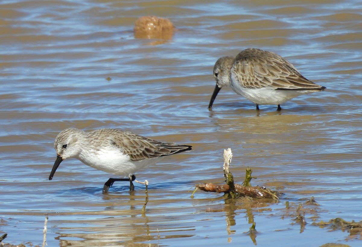 Bergstrandläufer - ML616846827